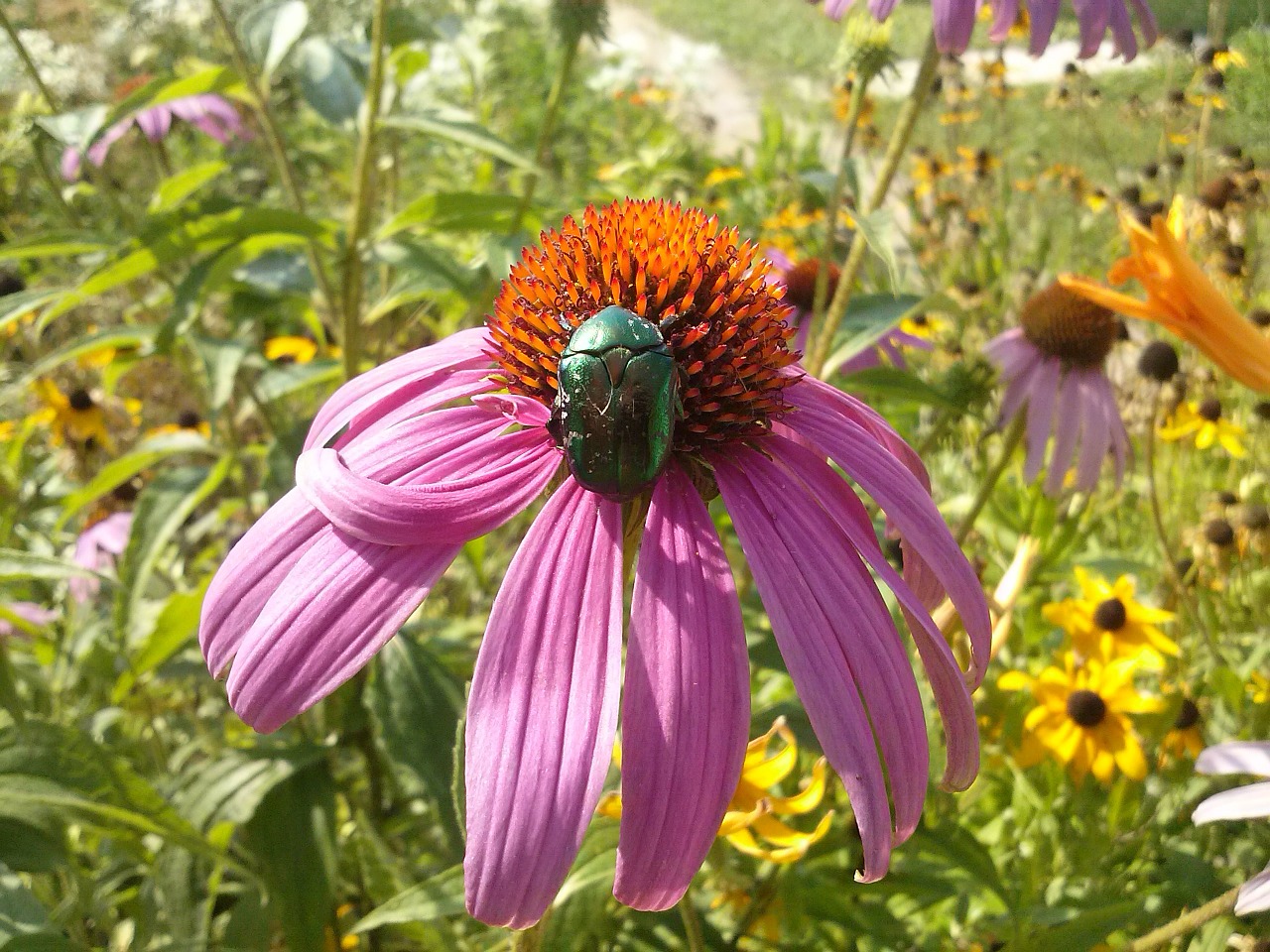 insect echinacea flower free photo