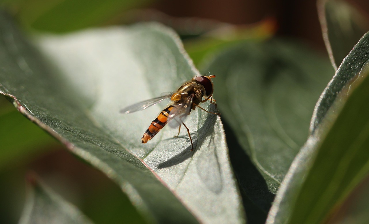 insect leaf nature free photo