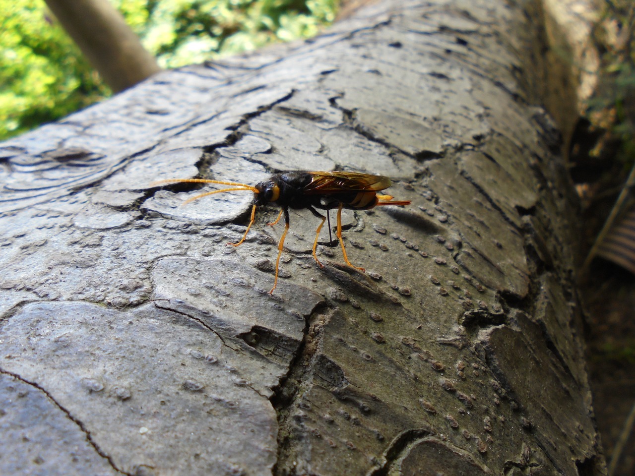 insect tree bark bark free photo