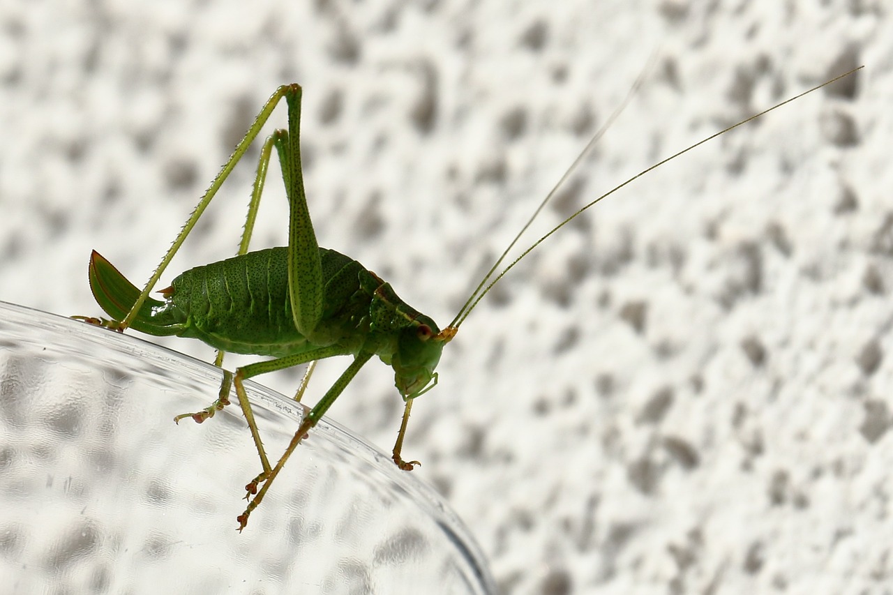 insect grasshopper delicate insect free photo