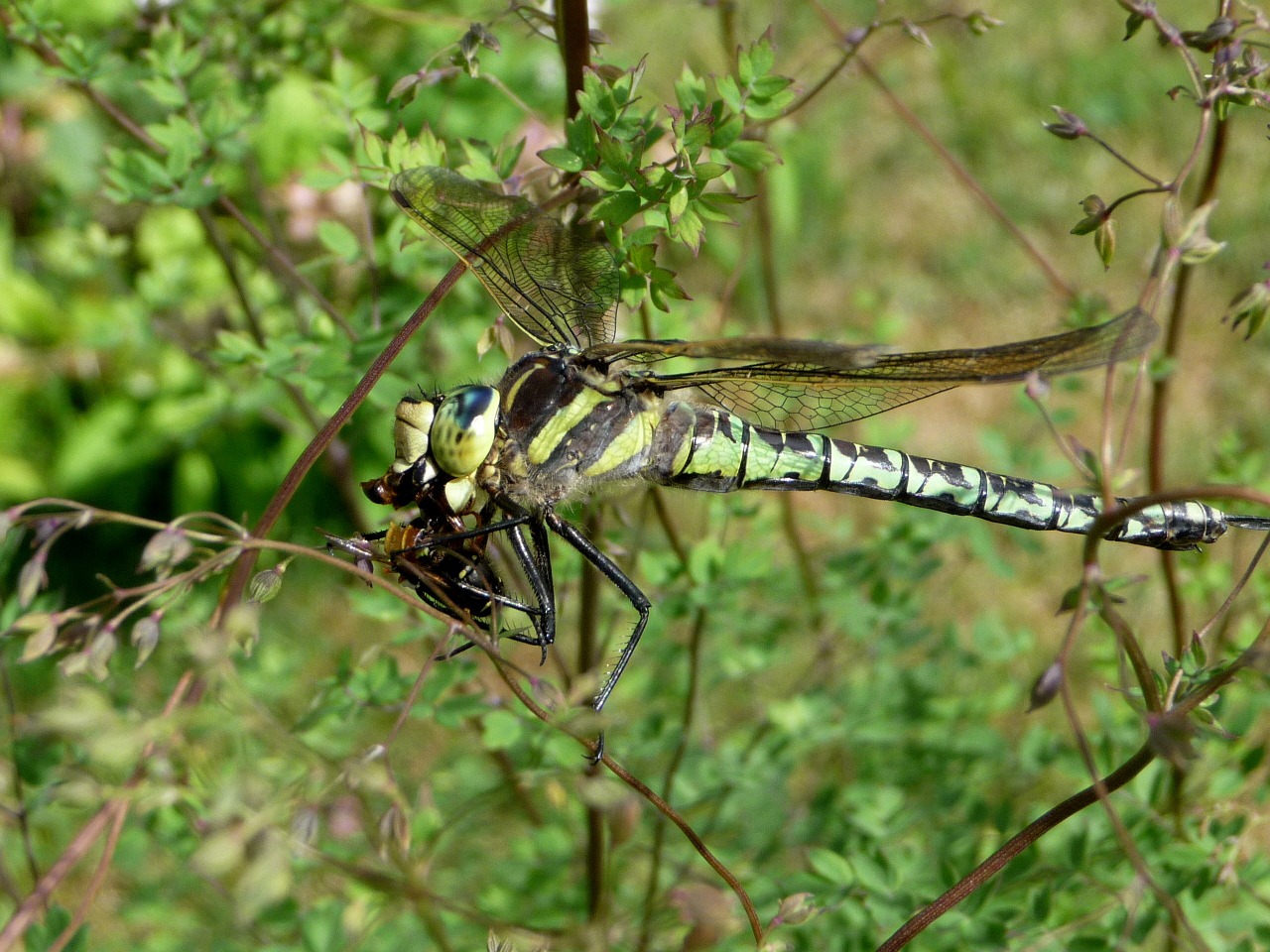 insect dragonfly nature free photo