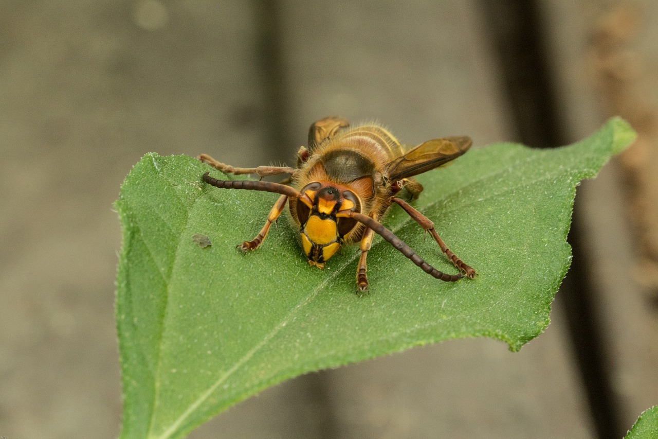 insect hornet macro free photo