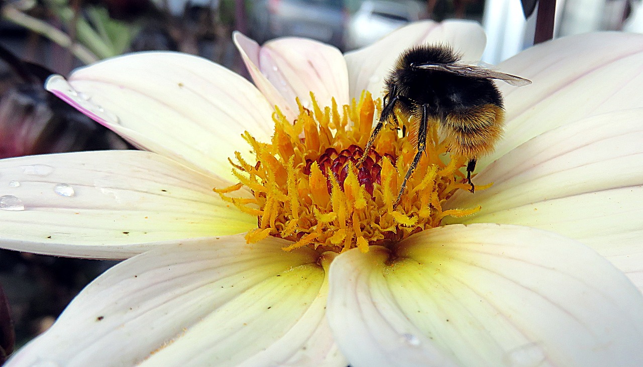 insect bee flower free photo