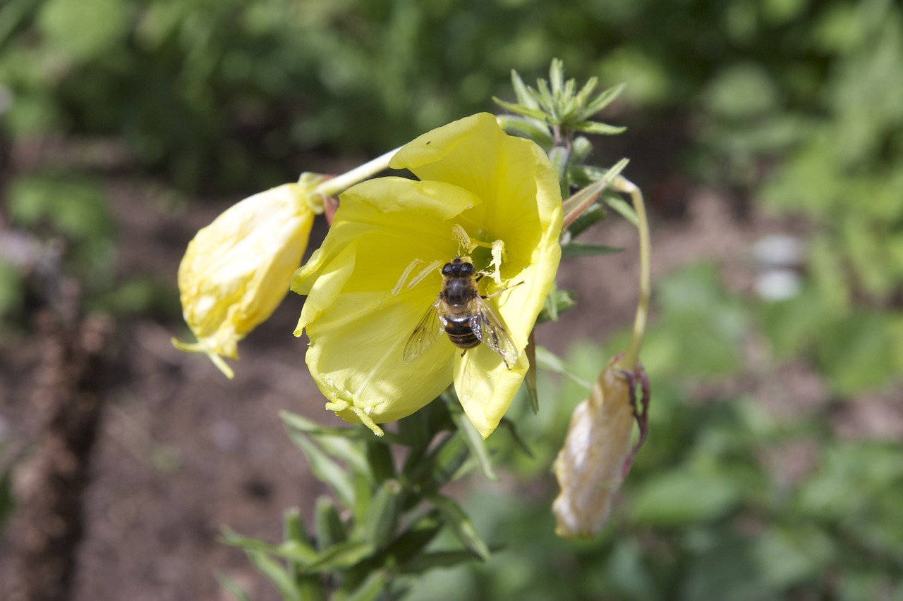 insect garden spring free photo