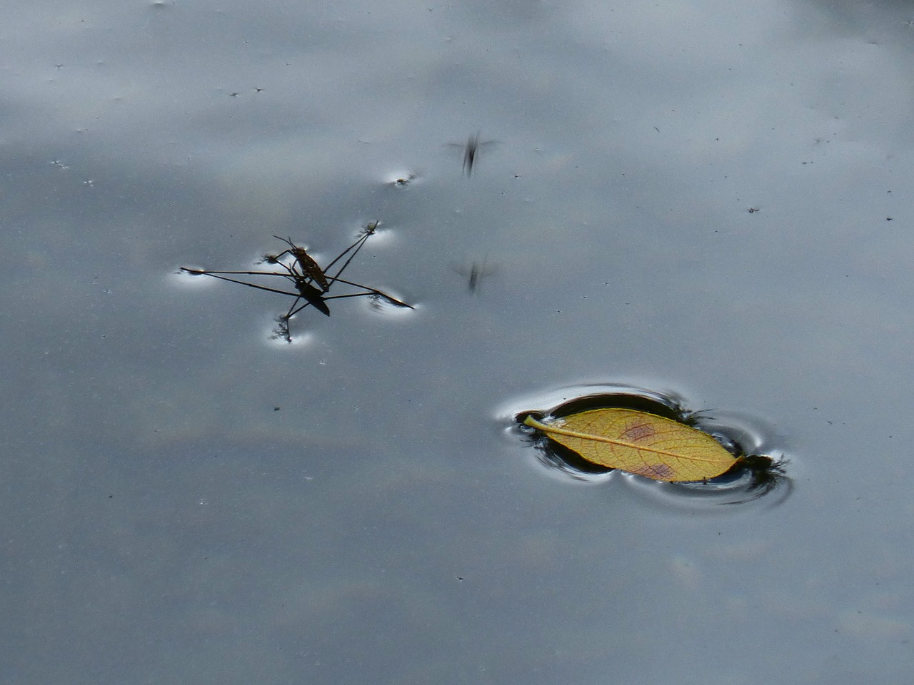 insect water float free photo