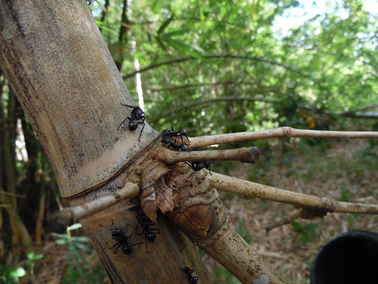 insect tree nature free photo