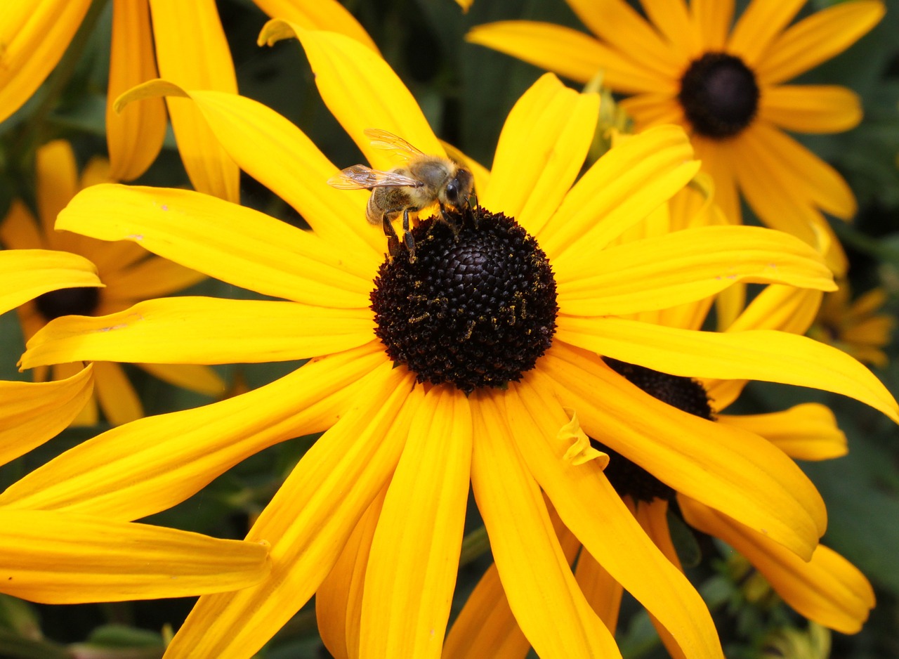 insect flower bee free photo