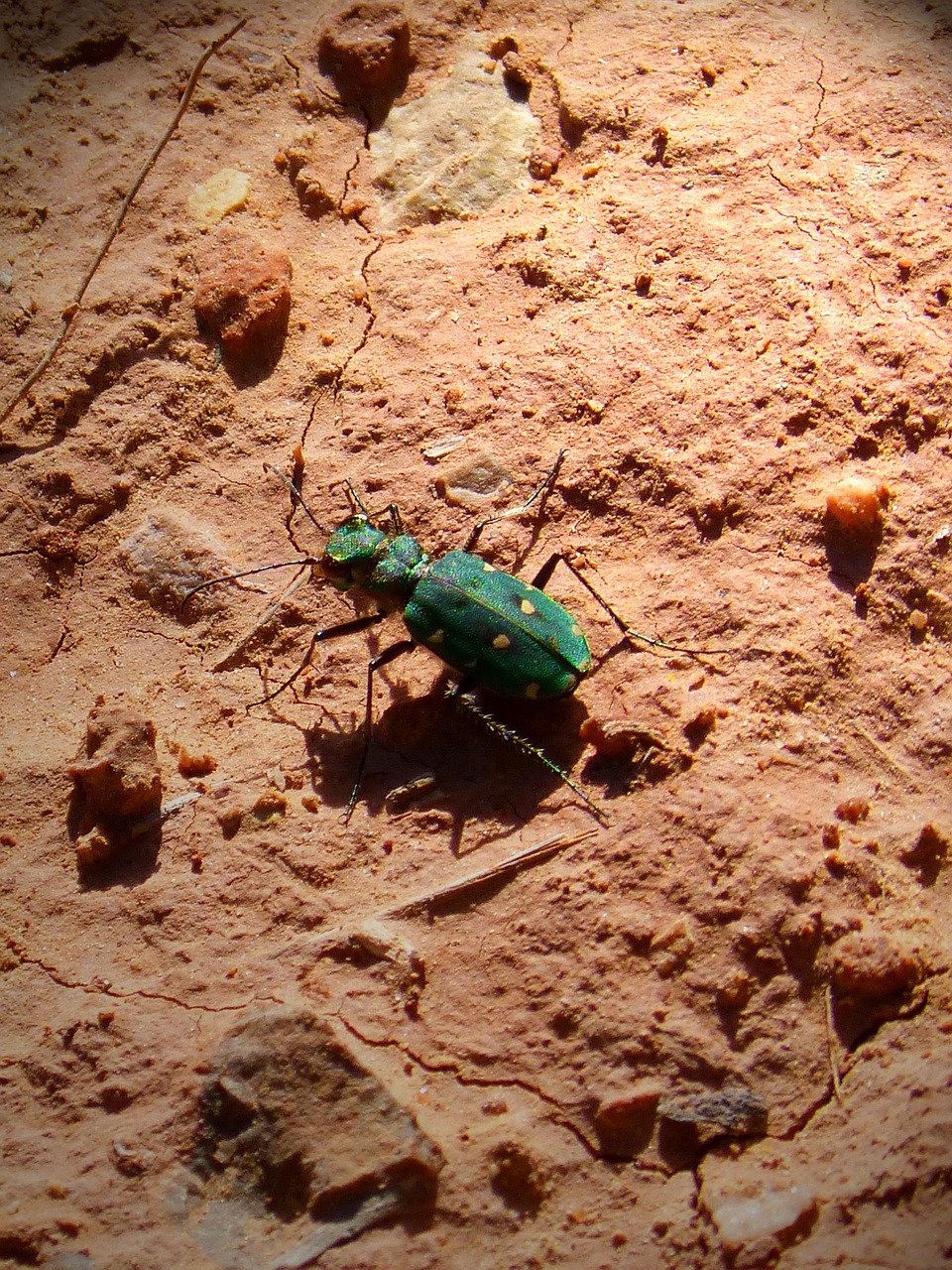 insect green beetle free photo