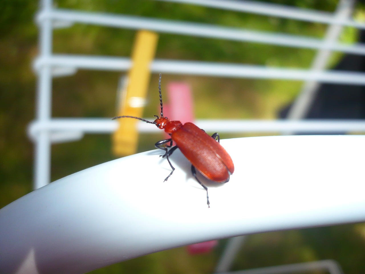 insect nature macro free photo