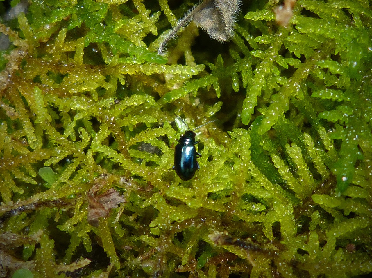 insect bright green moss free photo