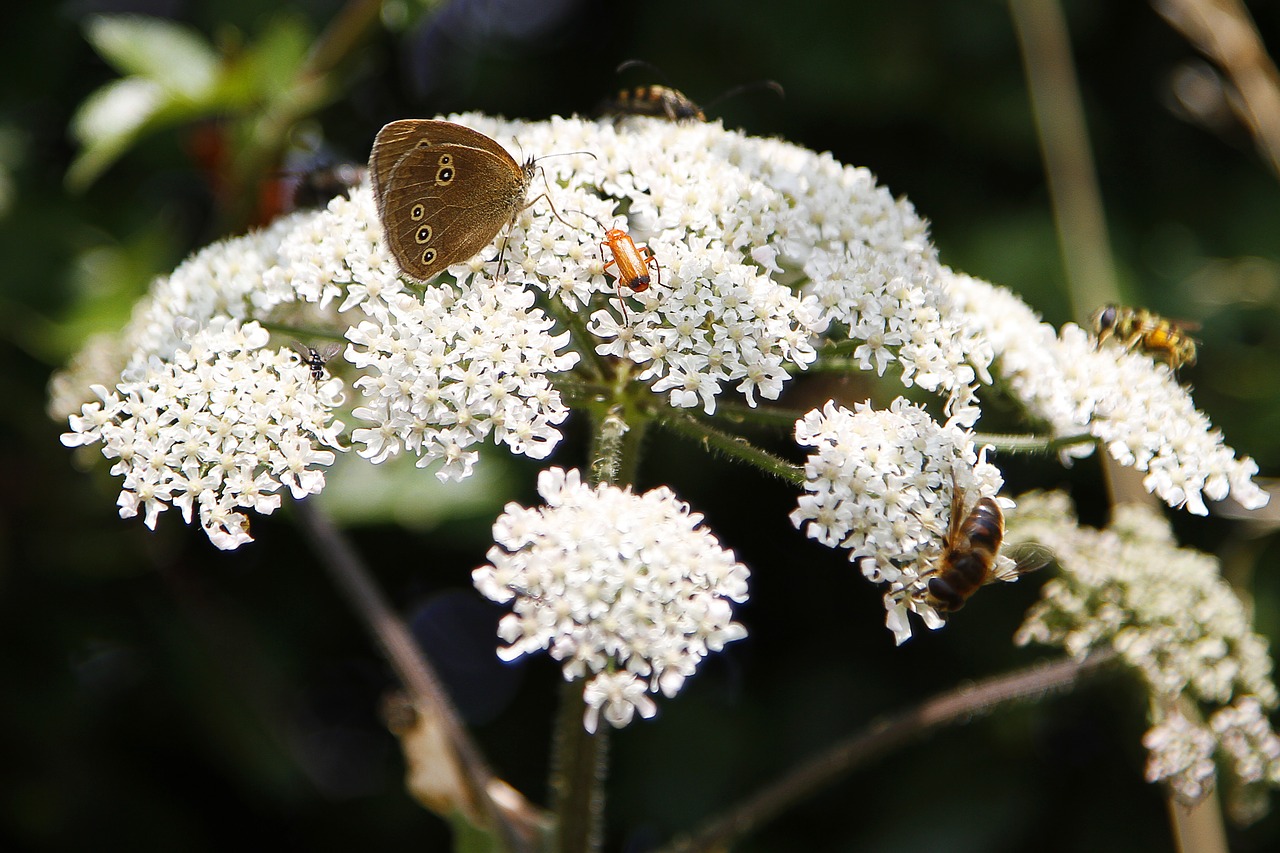 insect flower butterfly free photo