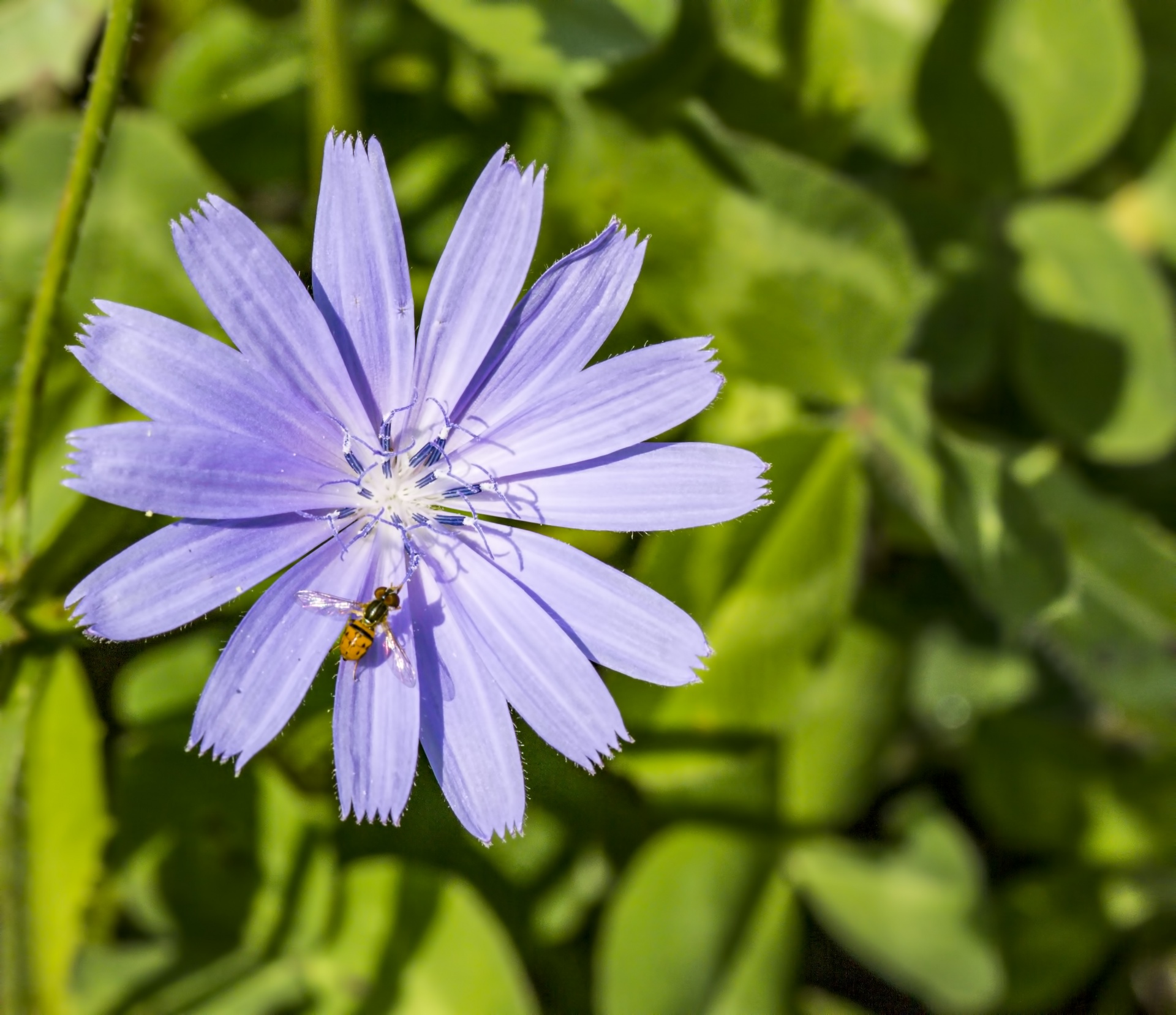 insect flower nature free photo