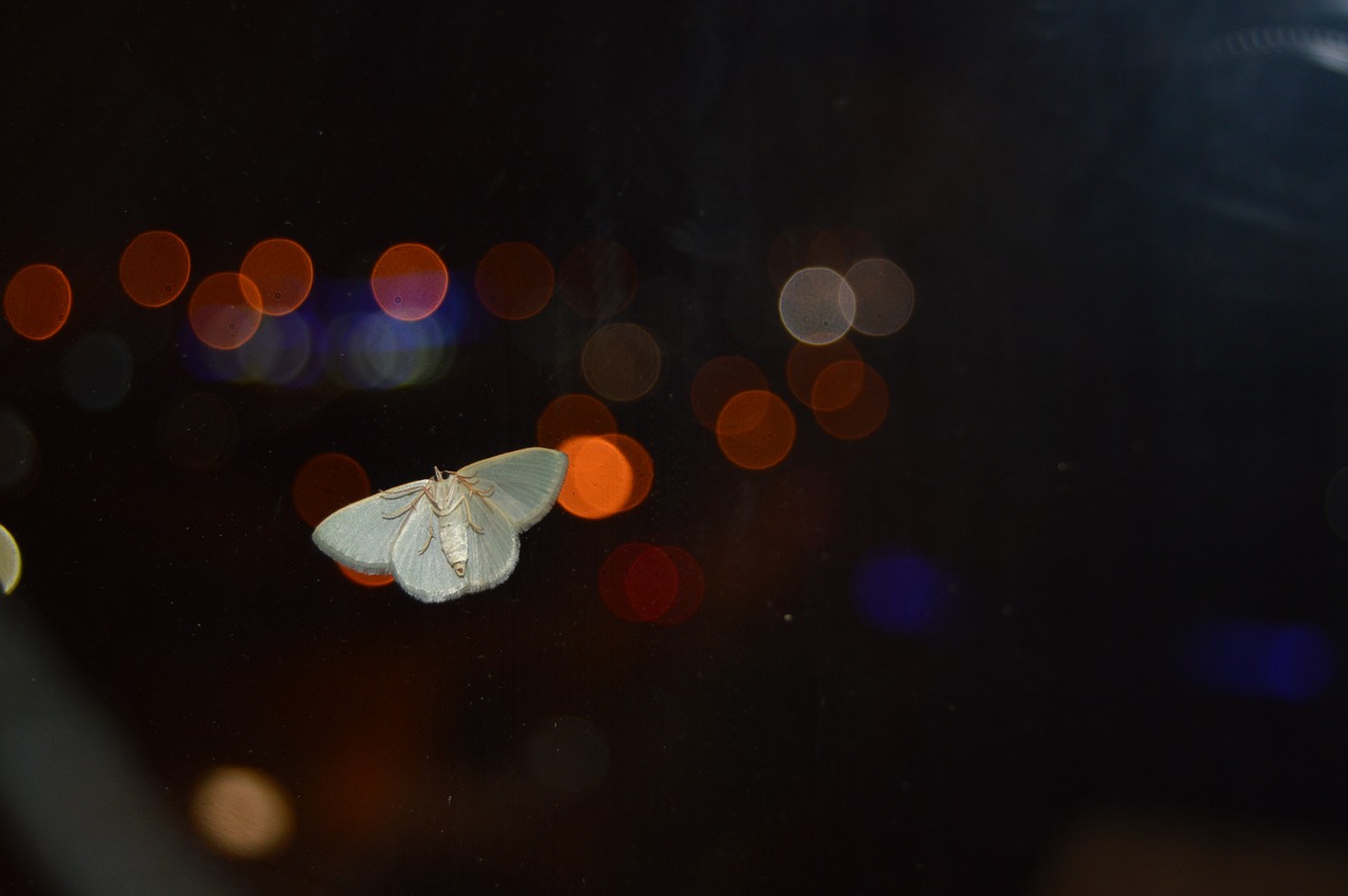 insect by the window insect butterfly free photo