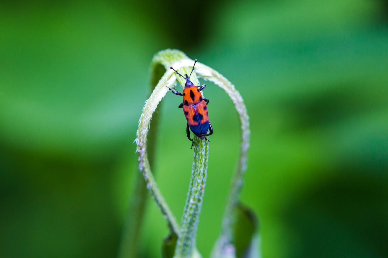 insect colored  green  colorful free photo