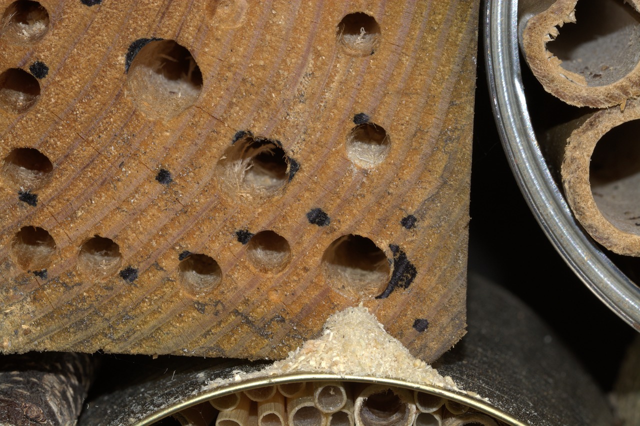 insect hotel hole wood free photo