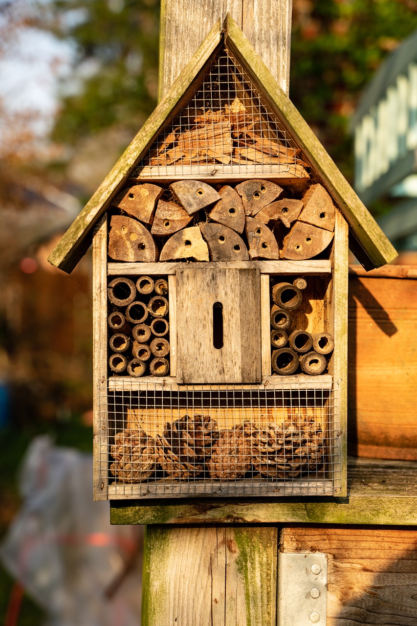 insect hotel  insect  summer free photo