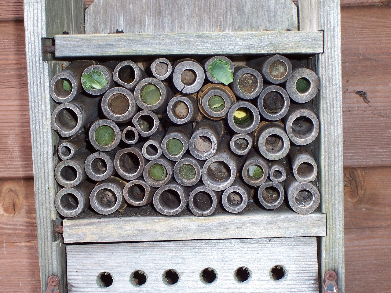insect house leaf-cutter bees mason bees free photo