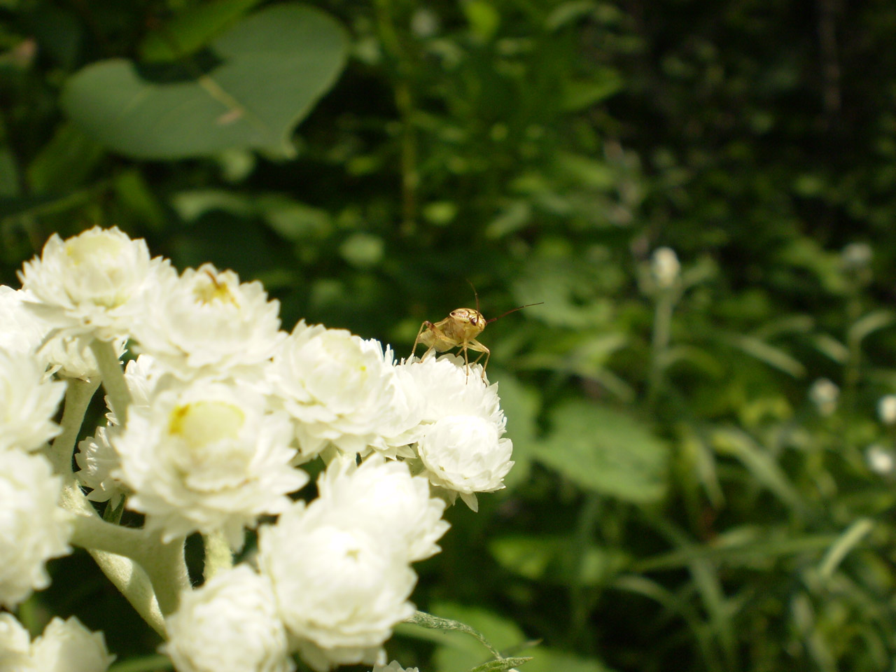 insect flower insect on a flower free photo