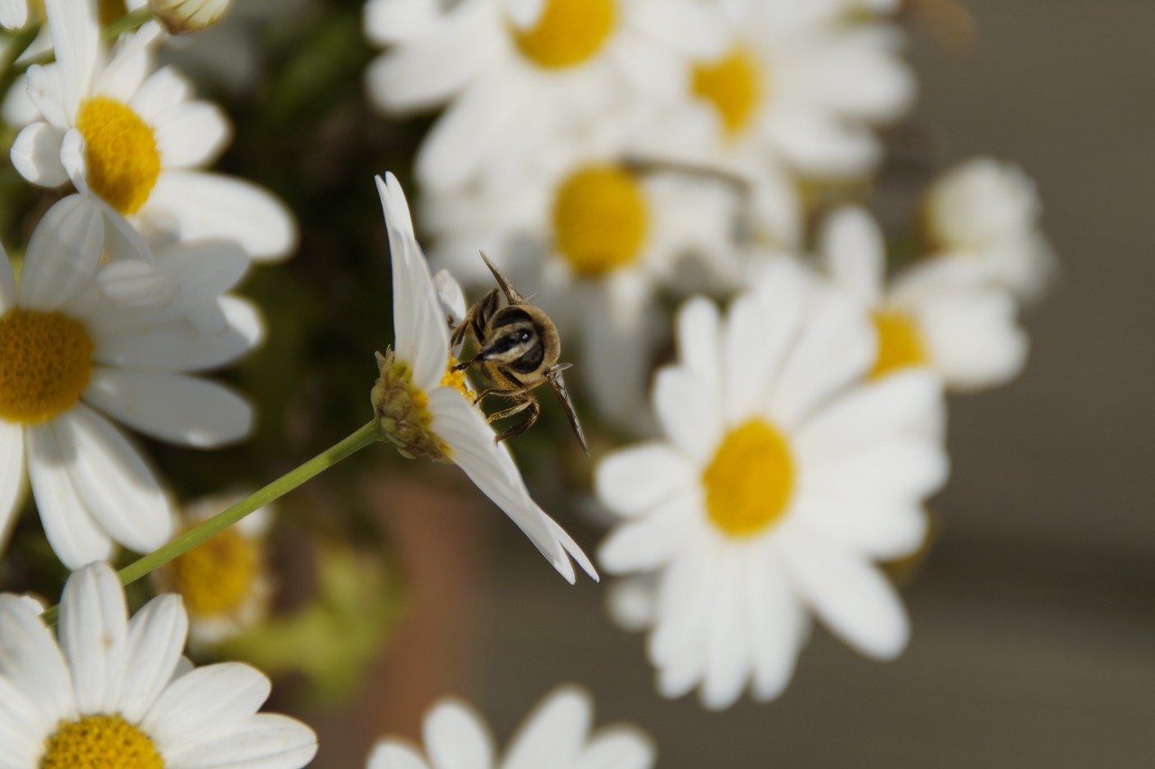 insect on flower insect margherite free photo