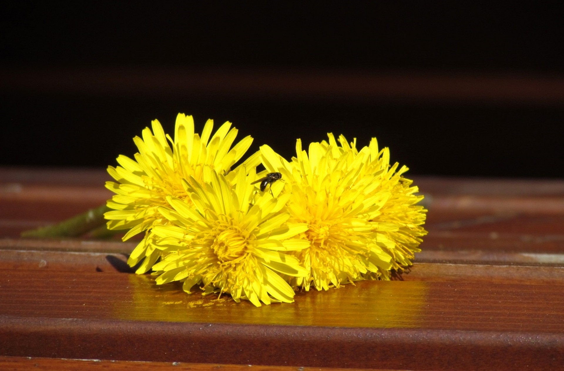 insect flowers yellow free photo