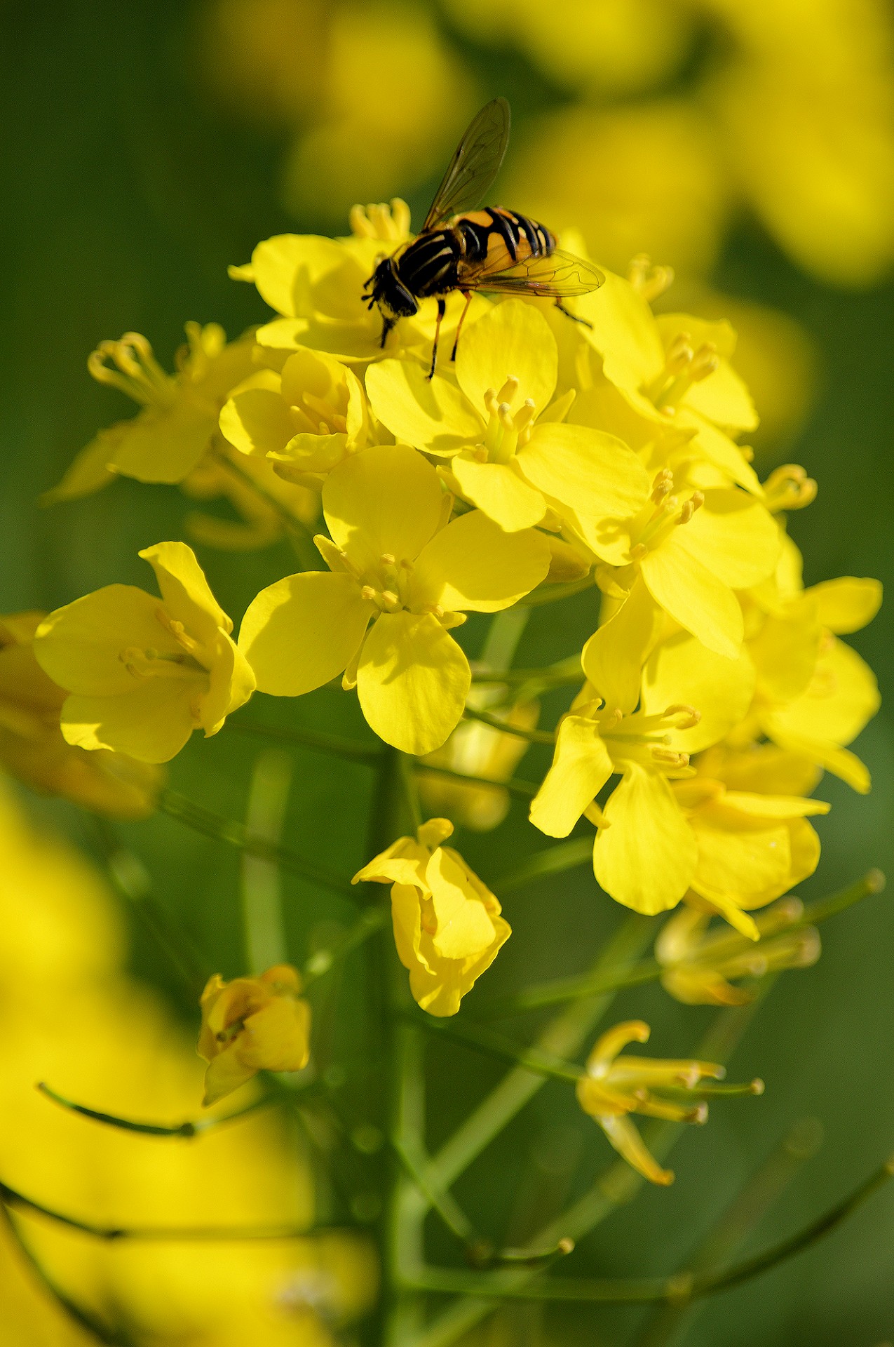 insect flower nature free photo