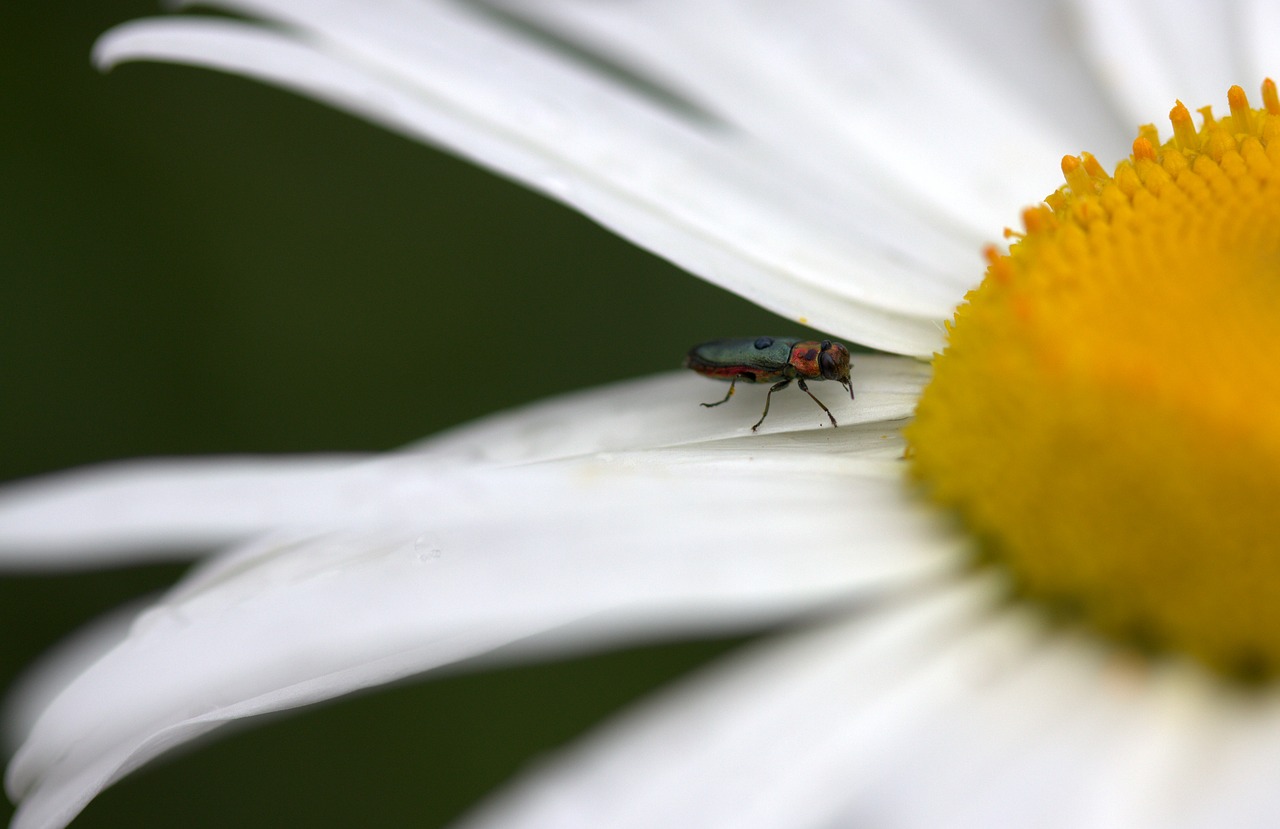insecta flower daisy free photo