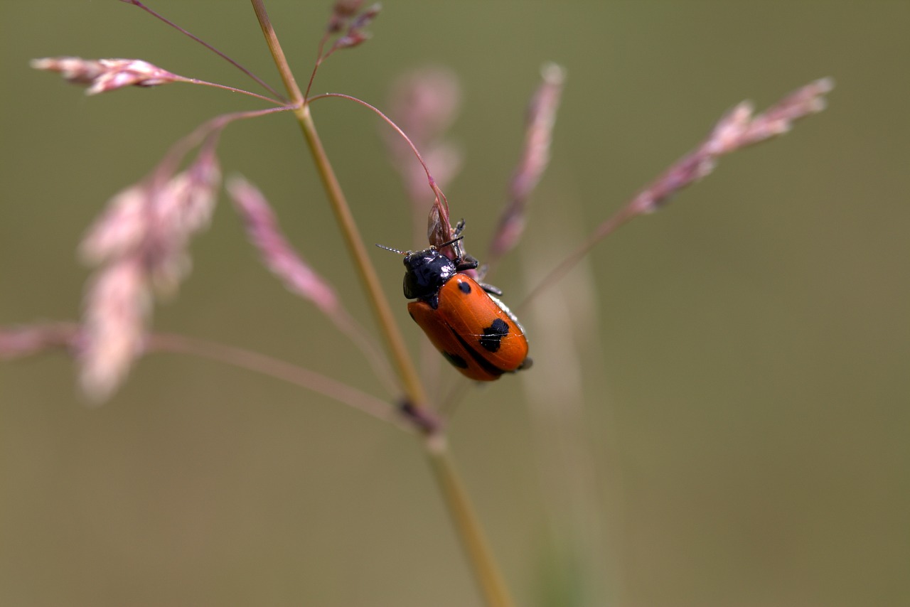 insecta red black free photo