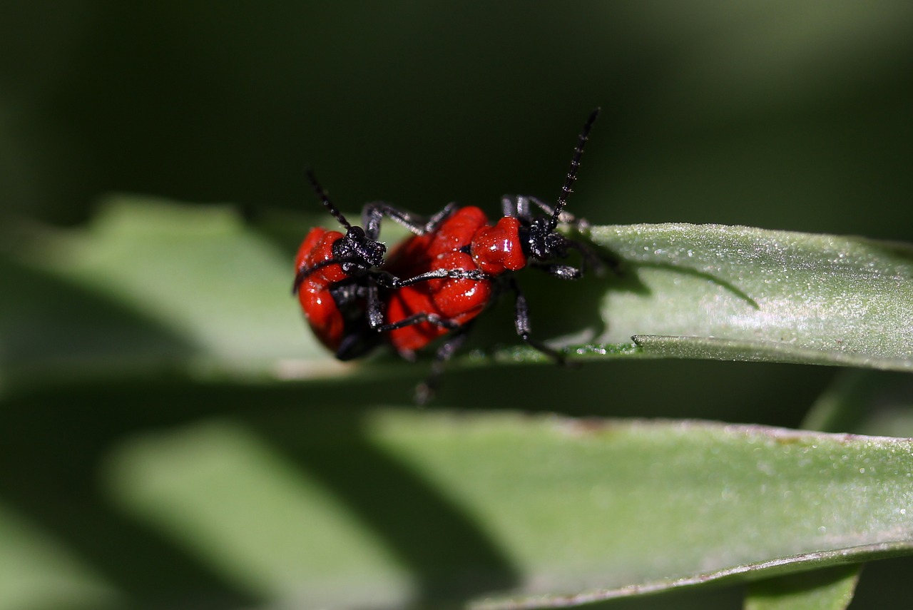 insecta  red  pair free photo