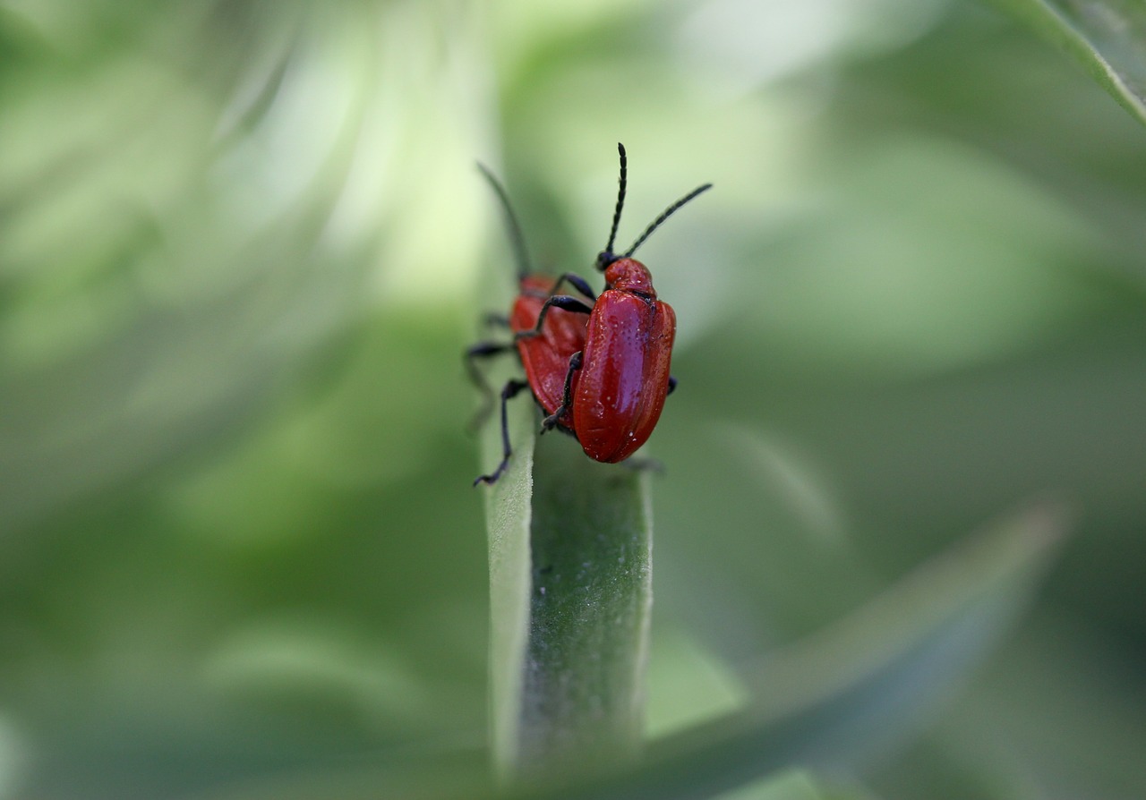 insecta  red  pair free photo