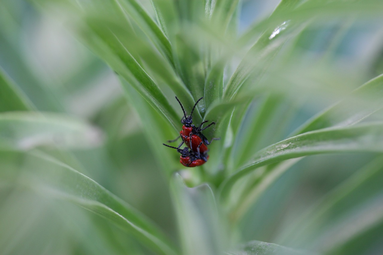 insecta  red  pair free photo