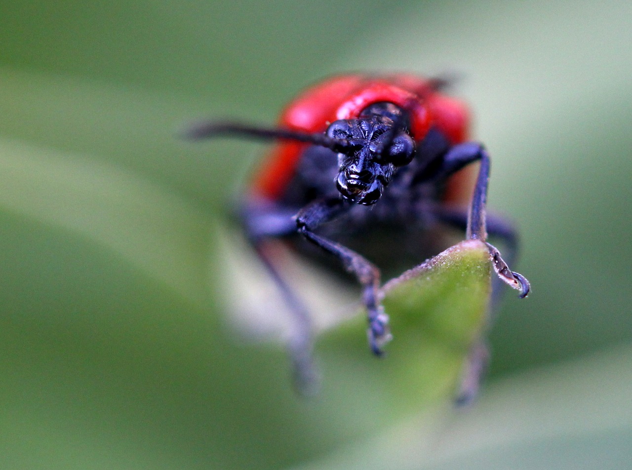 insecta  red  monster free photo