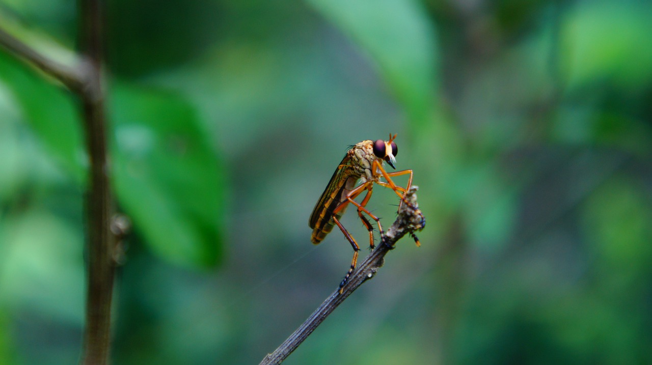 insectos  insects  strange free photo