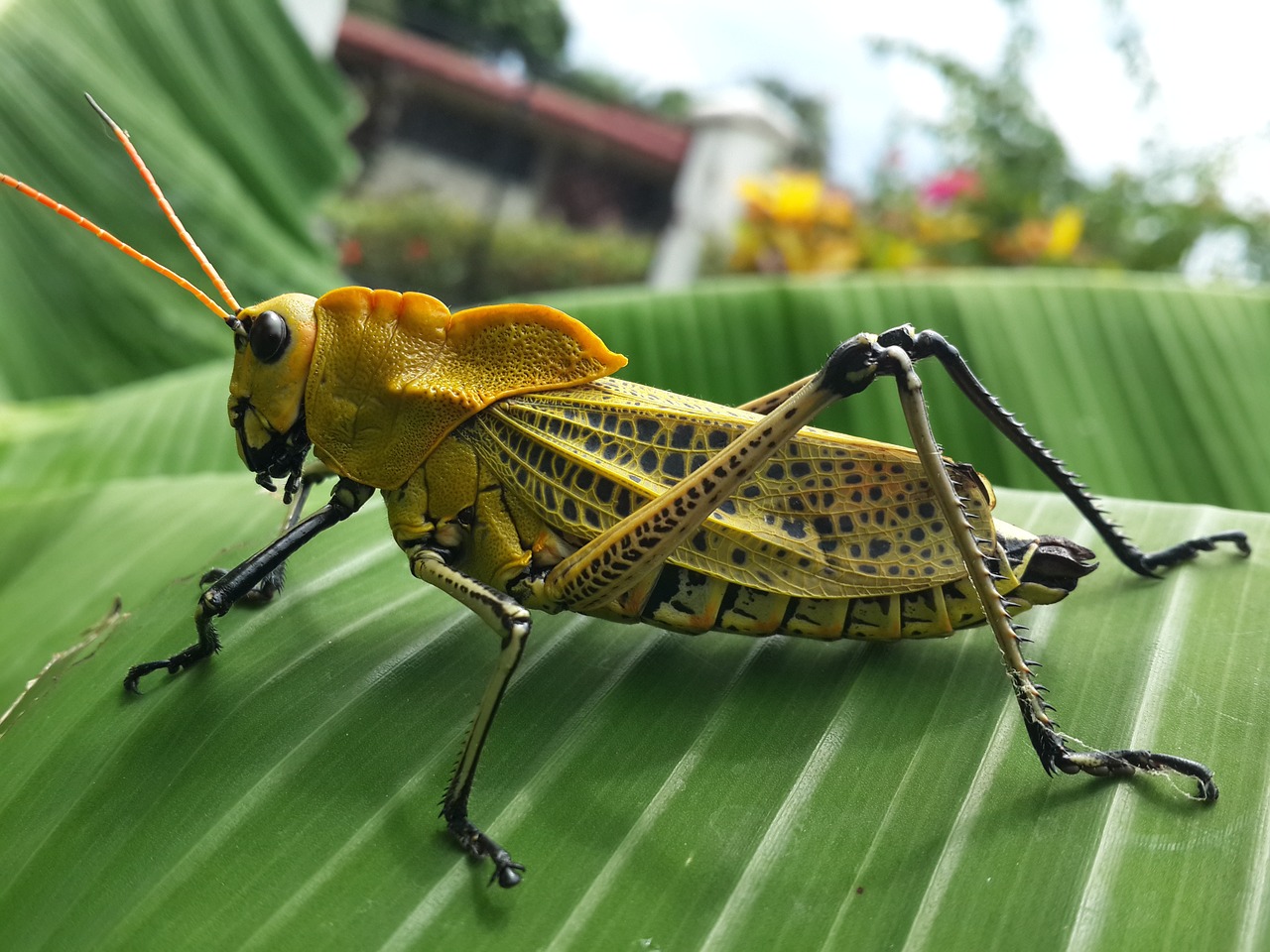 insects grasshopper lobster free photo