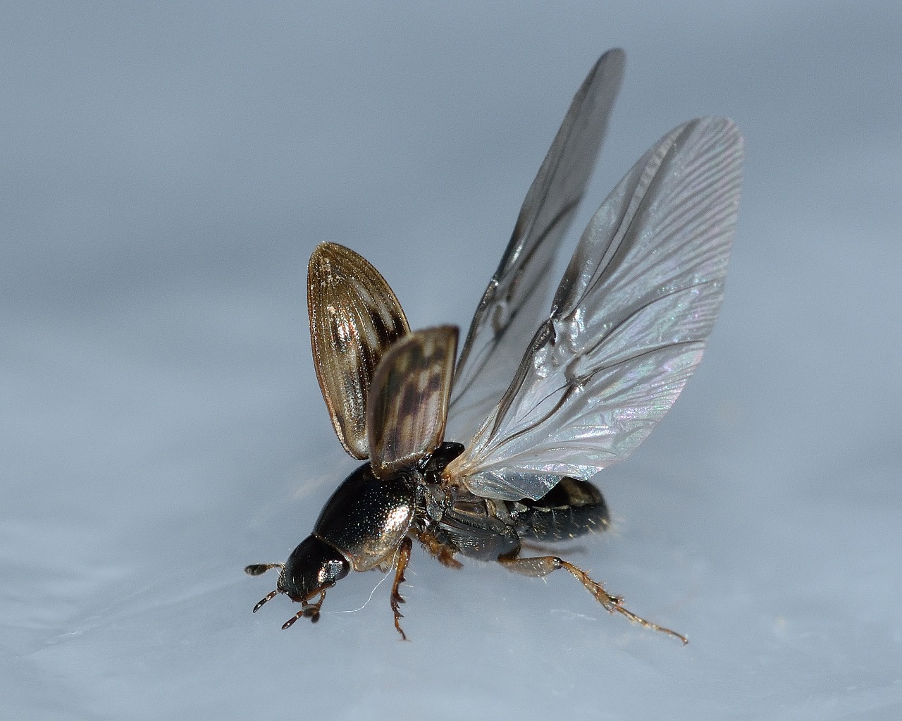 insects beetles nimbus free photo