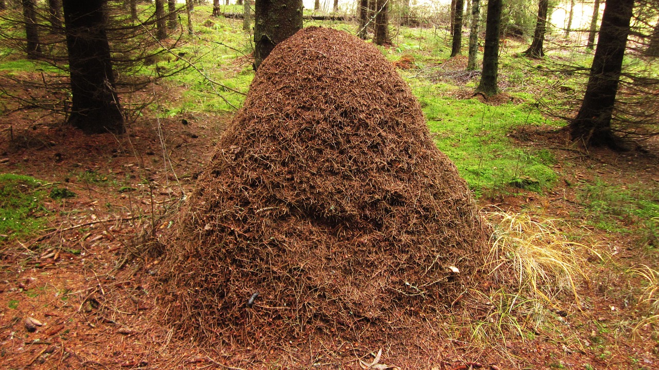 insects forest the anthill free photo