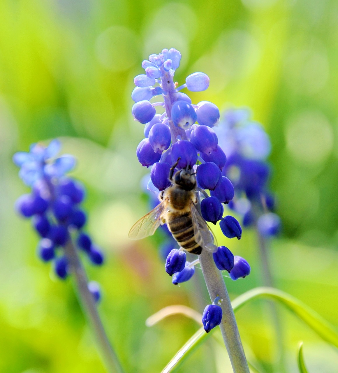 insects homemade bee blue flower free photo