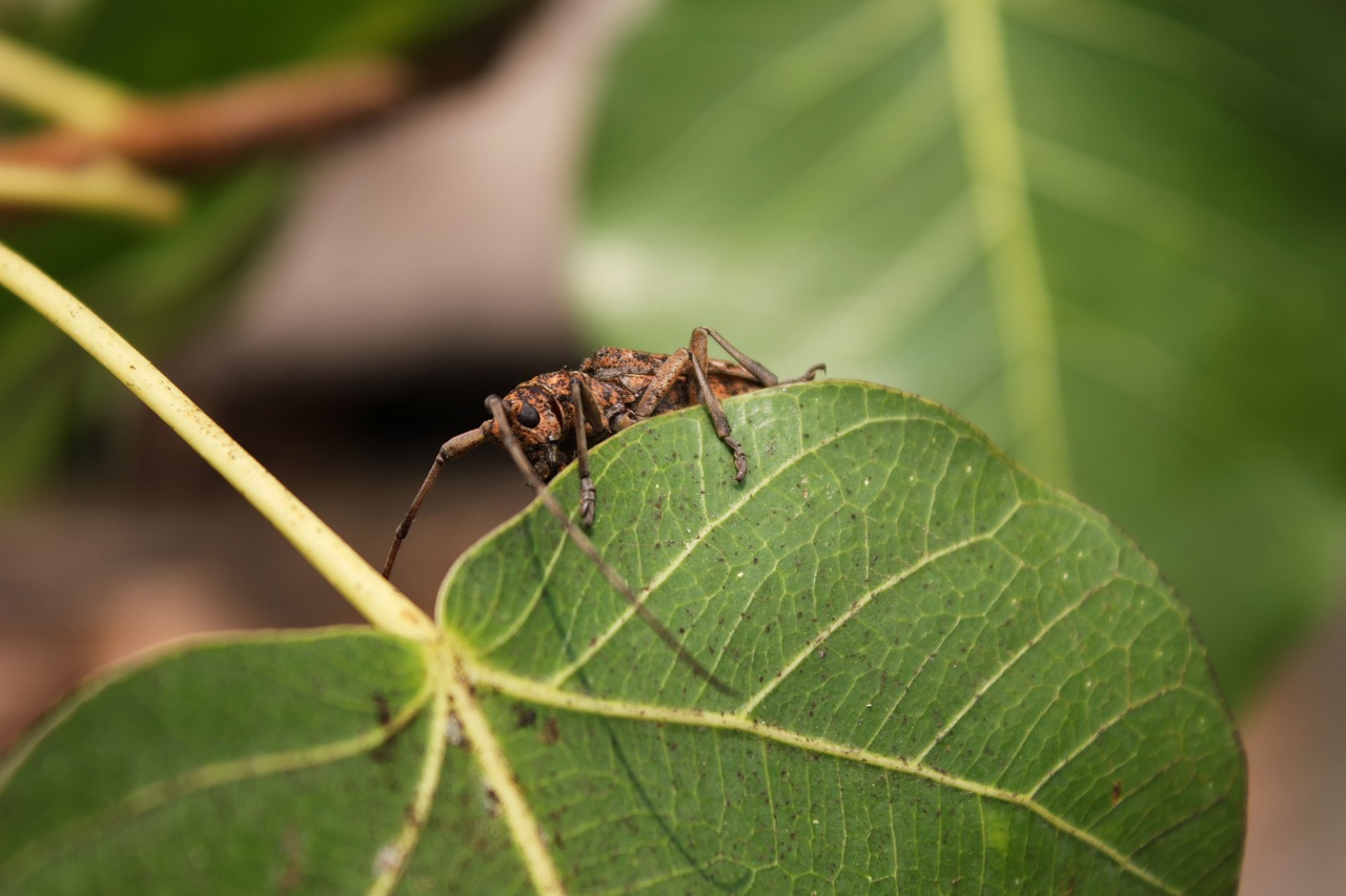 Insects,autumn leaves,the island,free pictures, free photos - free