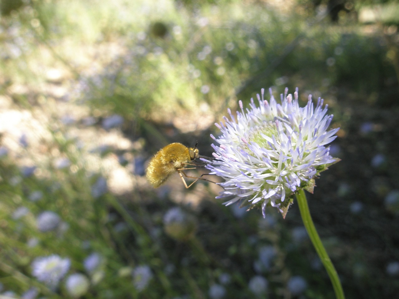 insects flower nature free photo