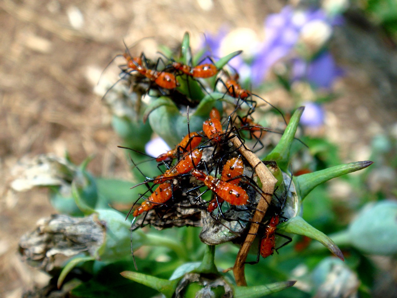 insects swarm orange free photo