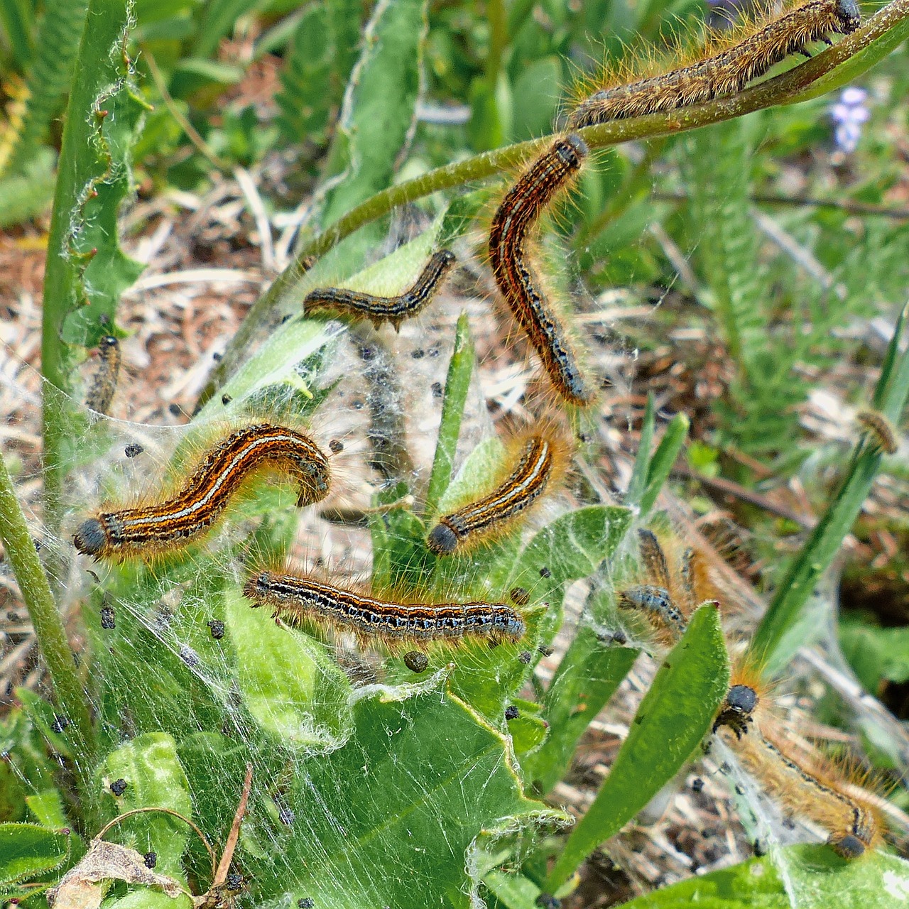 caterpillars insects macro free photo