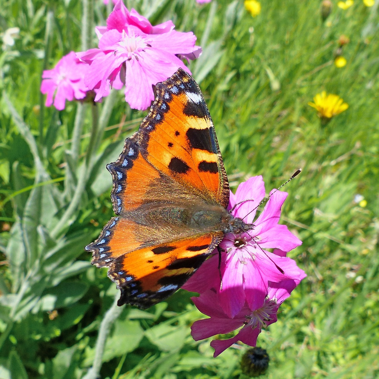 insects macro nature free photo