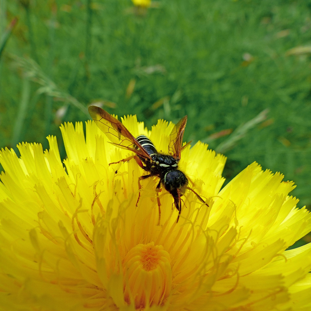 insects nature macro free photo