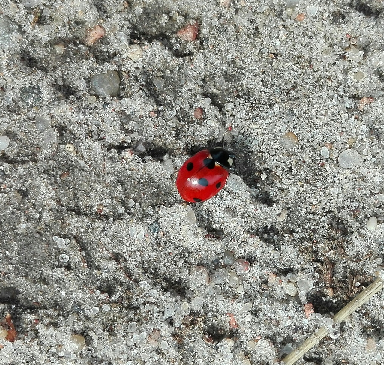 insects macro nature free photo