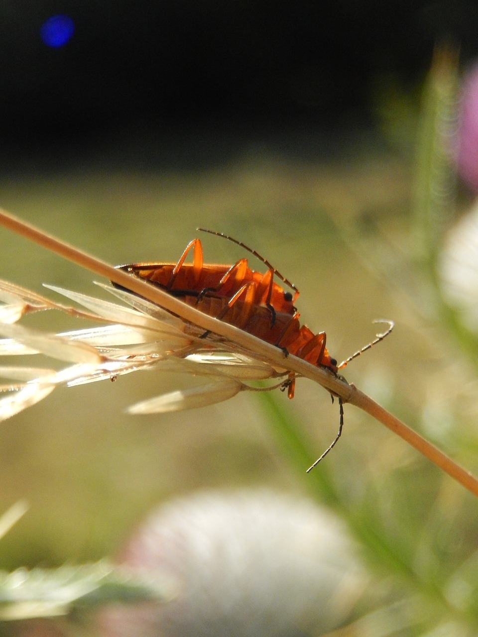 insects field nature free photo