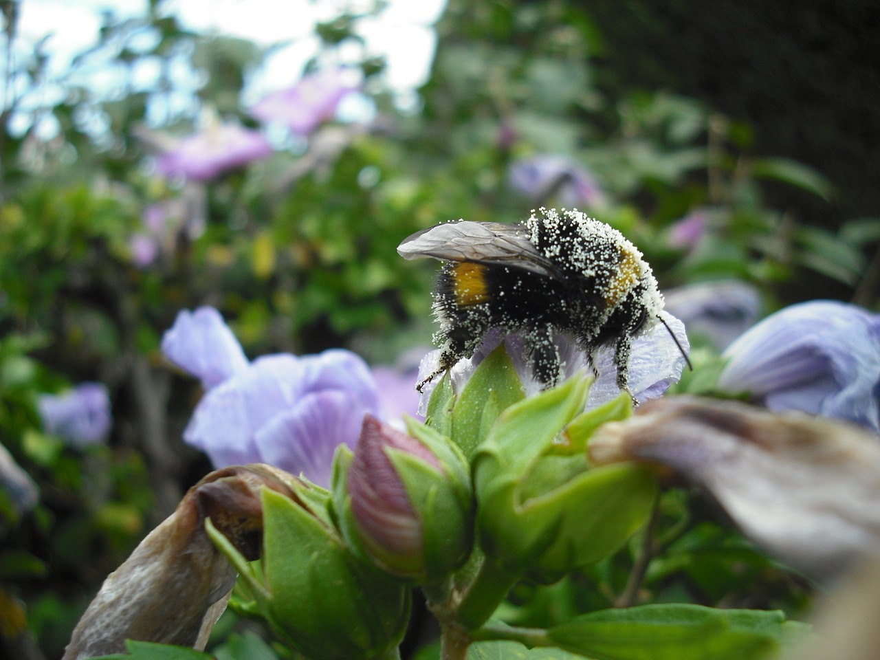 insects pollen nature free photo