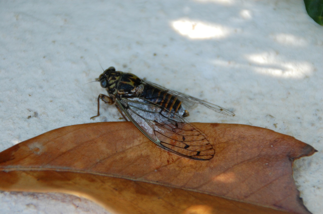insects cicada south free photo
