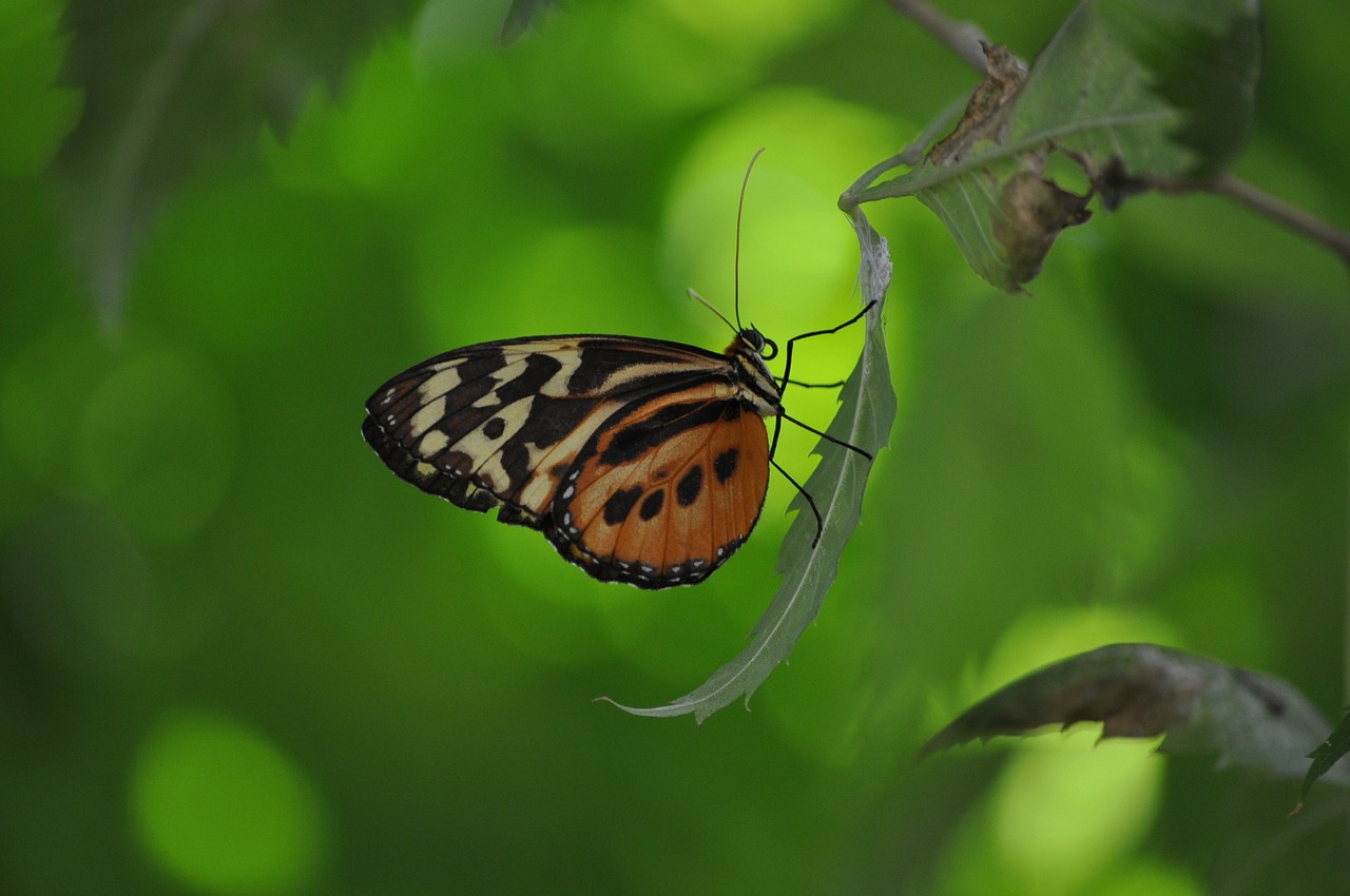 insects butterflies leaves free photo