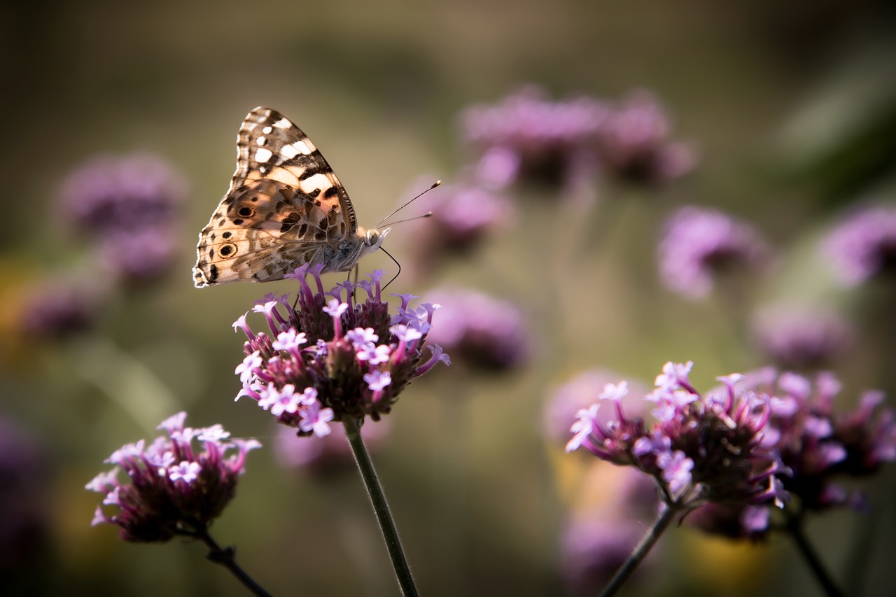 insects flowers butterfly free photo