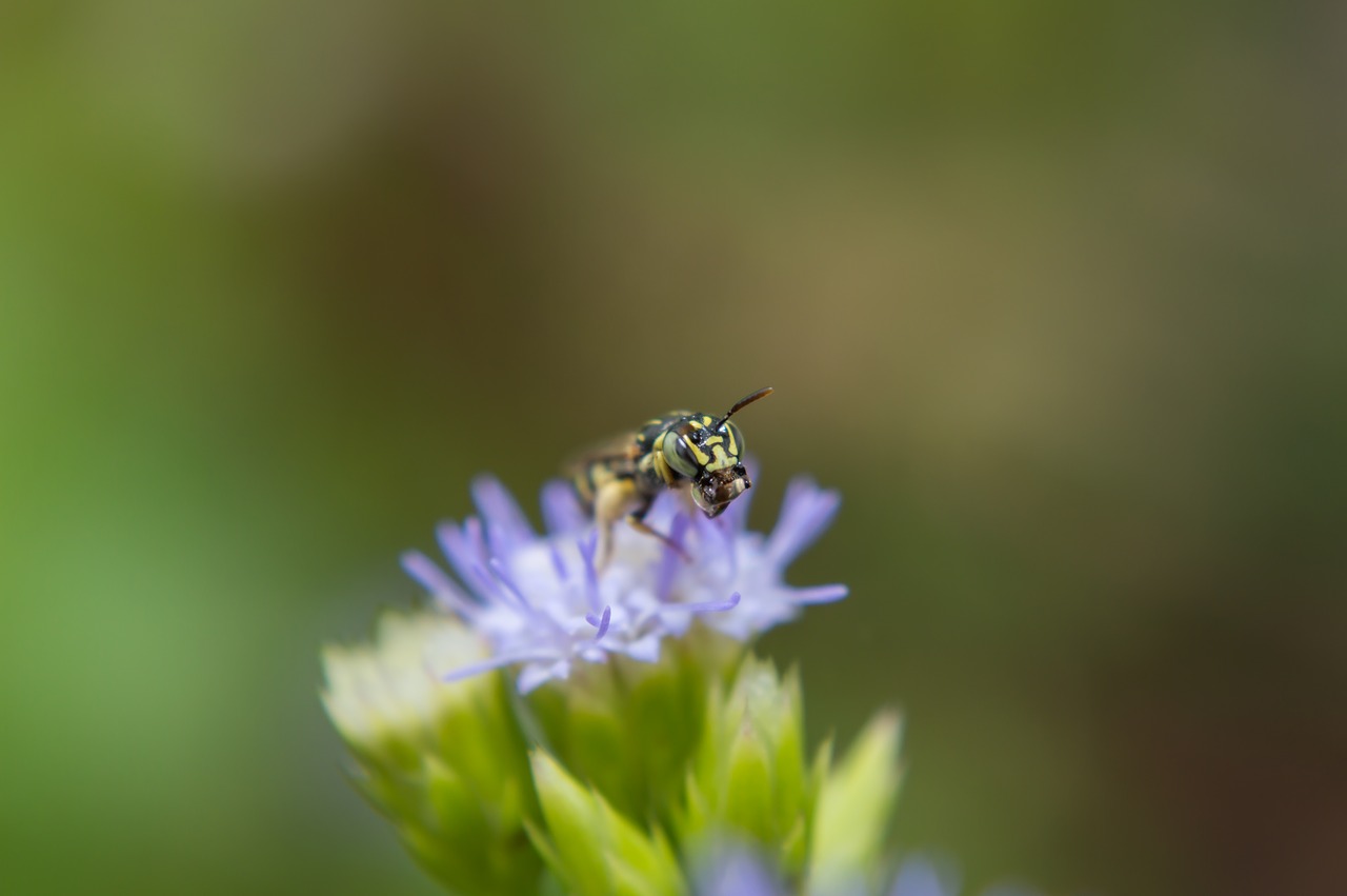 insects flowers dec free photo