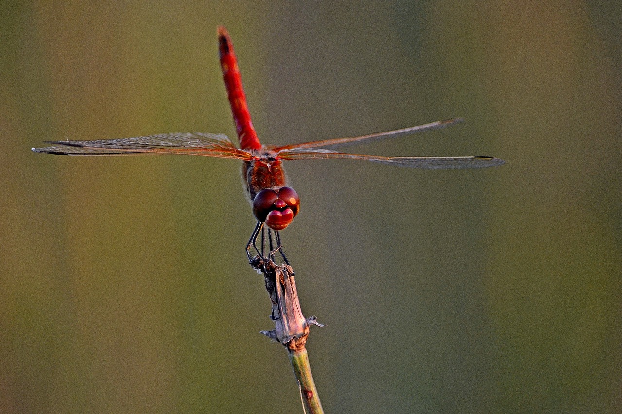 insects dragonfly closeup free photo